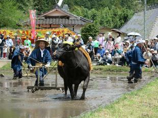 taue13.jpg