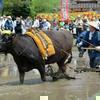 布施神社のお田植祭(鏡野)