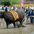 布施神社のお田植祭（鏡野）