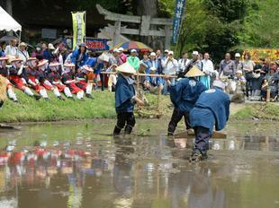 taue18.jpg