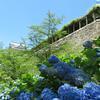 津山城(鶴山公園)のアジサイ2019