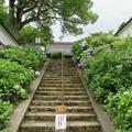 長法寺のアジサイの花