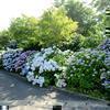 奈義町で見たアジサイの花