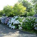 奈義町で見たアジサイの花