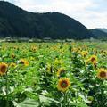 佐用町 南光ひまわり祭り