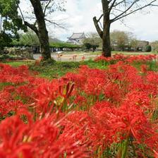 津山城（鶴山公園）の彼岸花