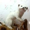 「つやま自然のふしぎ館」の可愛い動物たち