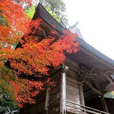 2019 天石門別（あめのいわとわけ）神社の紅葉