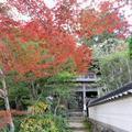 第25回 花の山寺 桜と紅葉まつり