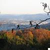 2019 黒沢山萬福寺の紅葉