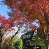 2019美作の丘の紅葉です。