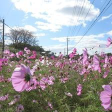 草加部のコスモスが可愛いです。