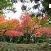 2019 衆楽園の紅葉が美しい。