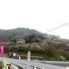 令和2年2月29日「梅の里公園 梅の開花状況」