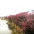 中北下の久米川沿いに咲いている梅の花