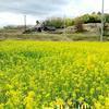 満開の「菜の花畑」と「梅林」