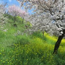 2020年3月29日の津山城（鶴山公園）のさくら