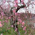 梅の里公園の梅の開花状況（3月1日）