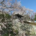 千光寺のしだれ桜が満開です。