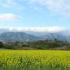 美しい菜の花畑(旧勝北)