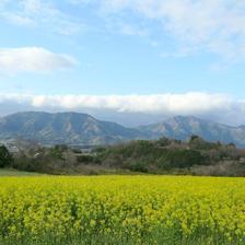 美しい菜の花畑（旧勝北）