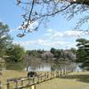 2020年の衆楽園のしだれ桜です。