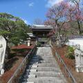 千光寺では梅の花や、椿の花が咲いていました。