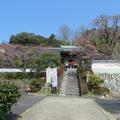 千光寺のしだれ桜・椿・サンシュユの花