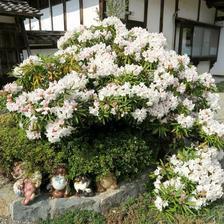本山寺のシャクナゲの花（美咲町）