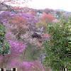 勝北総合スポーツ公園満開のつつじ