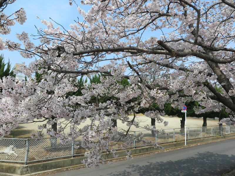 城西児童公園の八重ザクラ - 津山瓦版