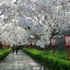 2020年4月2日の津山城(鶴山公園)