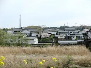 4-7kamogawa-sakura1.jpg