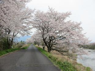 4-7kamogawa-sakura10.jpg