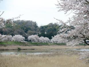 4-7kamogawa-sakura13.jpg