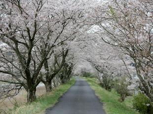 4-7kamogawa-sakura14.jpg