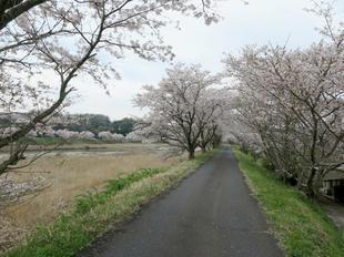 4-7kamogawa-sakura15.jpg