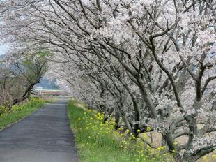 4-7kamogawa-sakura3.jpg