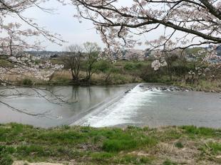 4-7kamogawa-sakura4.jpg