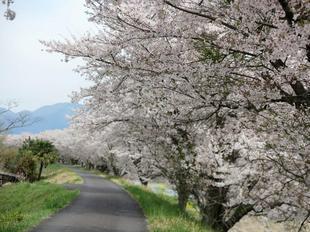 4-7kamogawa-sakura7.jpg