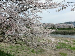 4-7kamogawa-sakura8.jpg