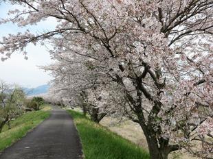 4-7kamogawa-sakura9.jpg