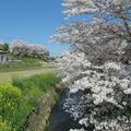 高野の古川沿いのさくら満開の様子。