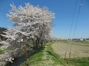 4-7takano-kawa-sakura3.jpg