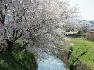 4-7takano-kawa-sakura7.jpg