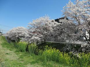 4-7takano-kawa-sakura8.jpg