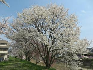 hanzako4-3-13.jpg