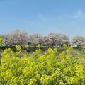 半峪公園の満開のさくらが綺麗です。