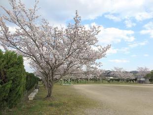 kawahigashi-sakura.jpg