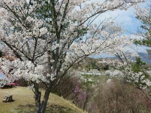 syoboku-sakura8.jpg